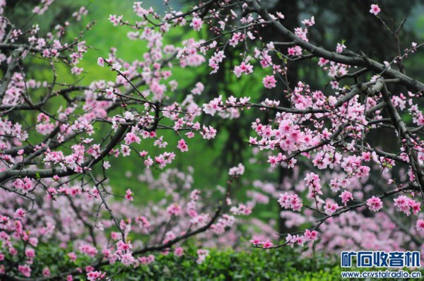 上海春季（上海的春天是怎么样的）