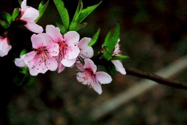 春季开花植物（十二种春天常见的花）